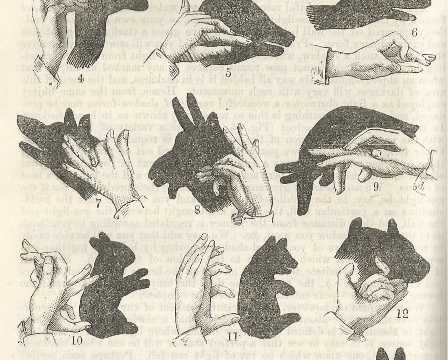 Reindeer, Hound, Chamois,&nbsp;Camel