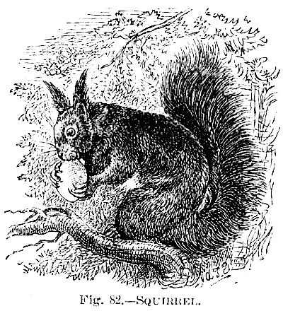 Squirrels, stupefied by&nbsp;opium