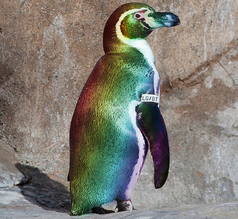 It’s Gay Animal&nbsp;Fortnight