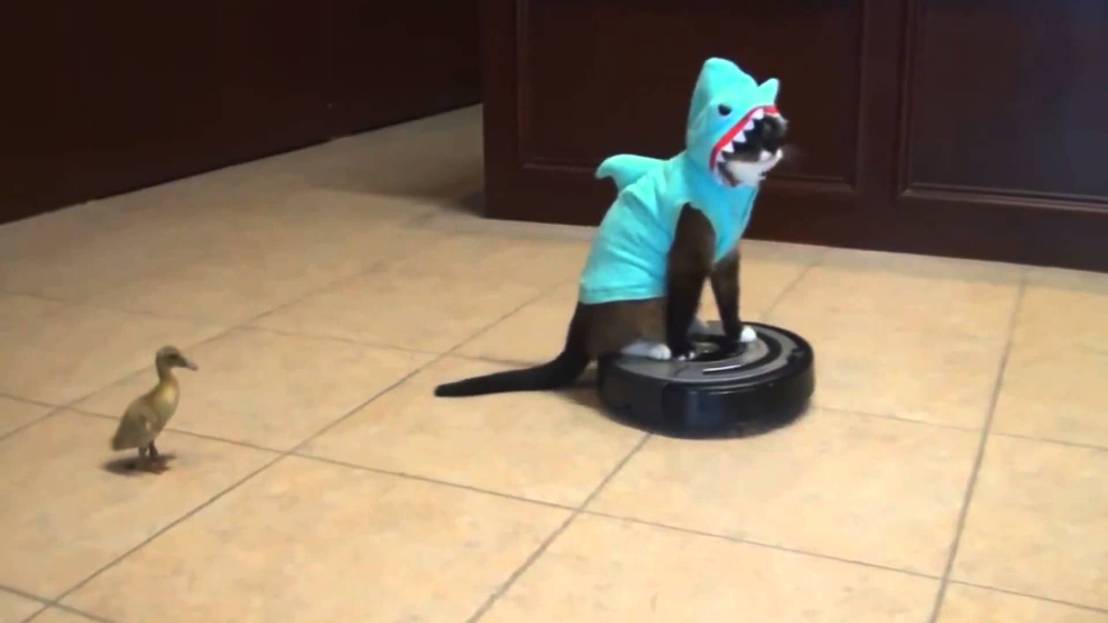 CatSharkRoomba