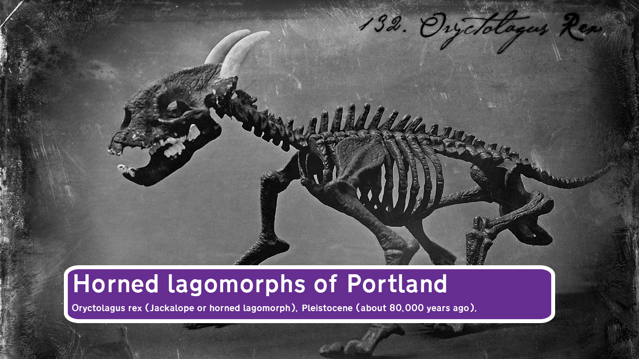 A Victorian photograph of a museum specimen- a skeletal, rabbit like figure with horns emerging from the top of its head.